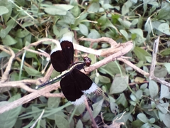 Neurothemis tullia
