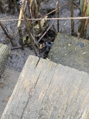 Trigonotylus caelestialium