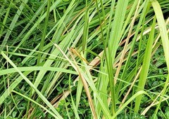 Crocothemis servilia