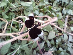 Neurothemis tullia