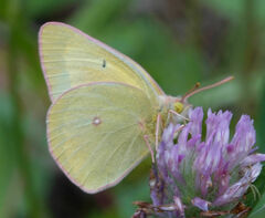 Colias christina