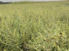 Suaeda maritima