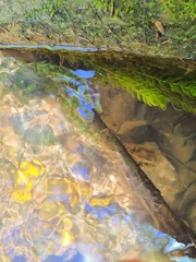 Myriophyllum sibiricum