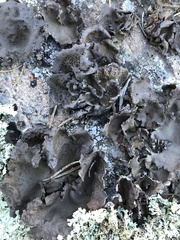 Umbilicaria muhlenbergii