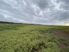 Suaeda maritima