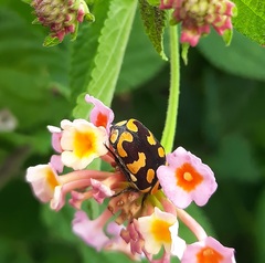 Clinteria klugi