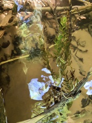 Myriophyllum sibiricum