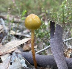 Protostropharia