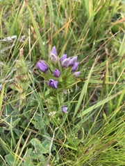 Gentianella campestris