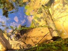 Myriophyllum sibiricum