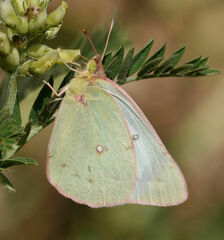 Colias philodice eriphyle
