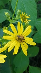 Chauliognathus pensylvanicus