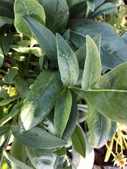 Leucanthemum maximum