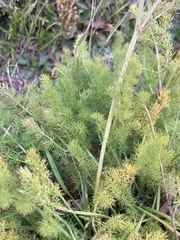 Meum athamanticum