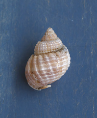 Nassarius conoidalis