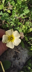 Oxalis obtusa