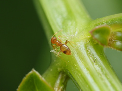 Brachymyrmex
