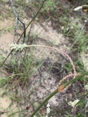 Froelichia floridana