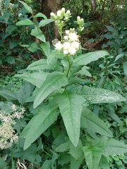 Hasteola suaveolens