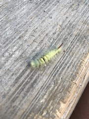 Calliteara pudibunda