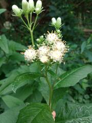 Hasteola suaveolens