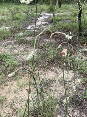 Froelichia floridana