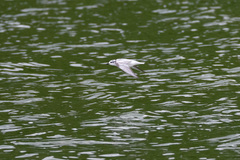 Chlidonias leucopterus