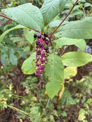 Phytolacca americana