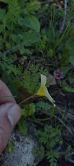 Oxalis obtusa