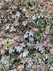 Alchemilla mollis