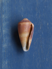 Conus pauperculus