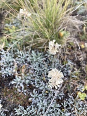 Antennaria dioica