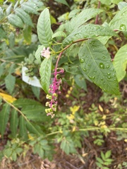 Phytolacca americana