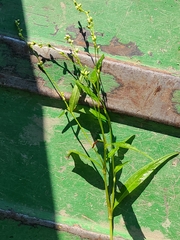 Persicaria punctata