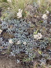Antennaria dioica