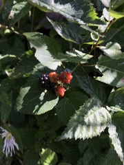 Rubus allegheniensis