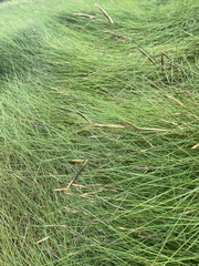 Sporobolus pumilus