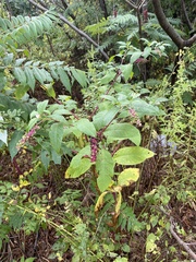 Phytolacca americana