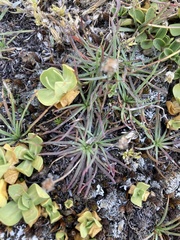 Plantago maritima