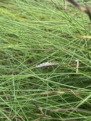 Sporobolus pumilus