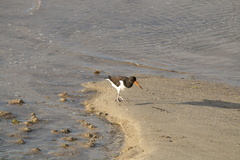 Haematopus ostralegus