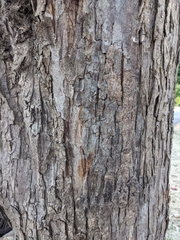 Prunus domestica