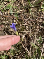 Gentianopsis ciliata