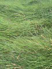 Sporobolus pumilus