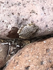 Hyla arenicolor