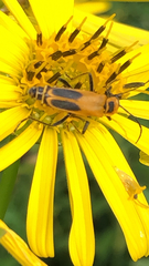 Chauliognathus pensylvanicus