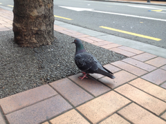 Columba livia domestica
