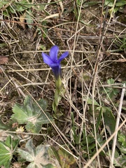 Gentianopsis ciliata