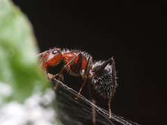 Camponotus planatus