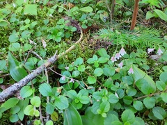 Linnaea borealis